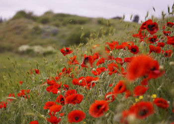 Херсонес Таврический – фотографии России