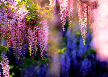 Сад Кавачи Фудзи (Kawachi Fuji Garden), Япония – фотографии Японии