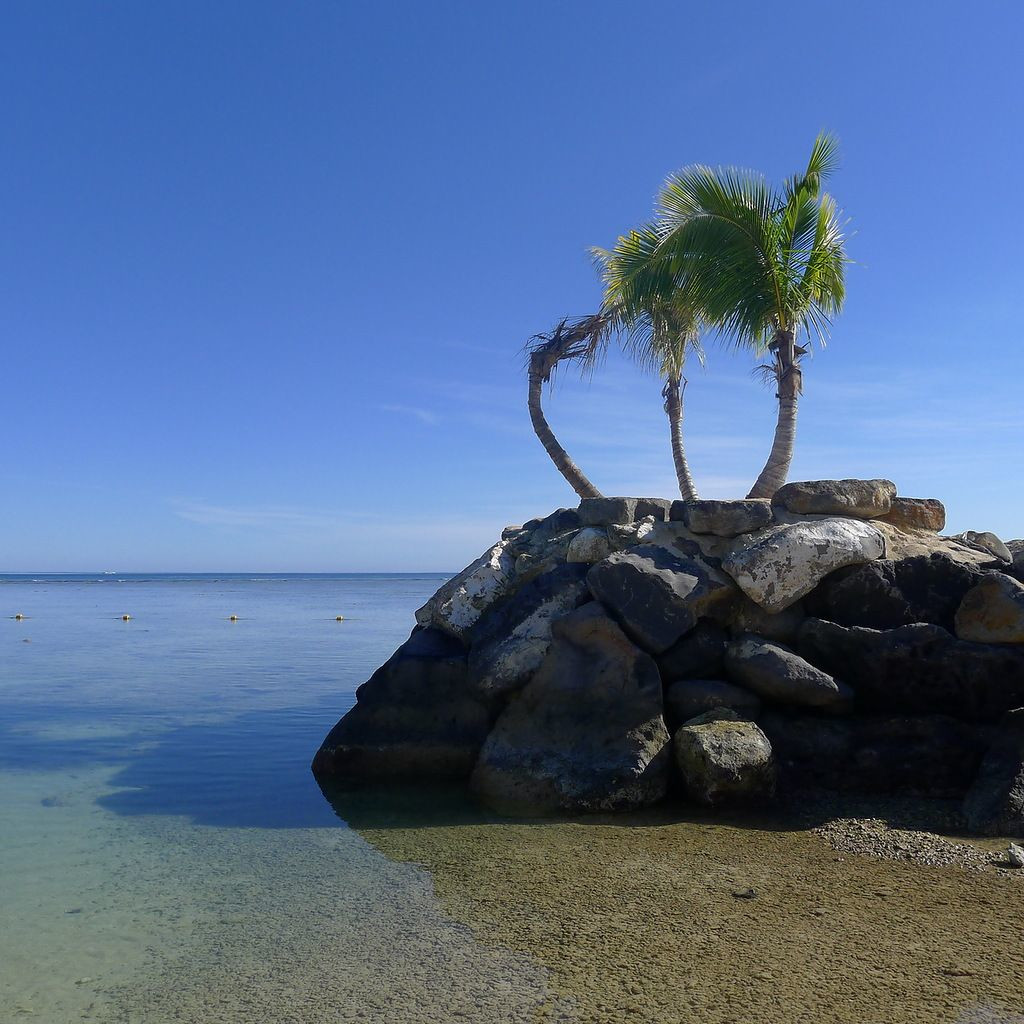 Пальмы на камнях. Маврикий – фотографии Маврикия