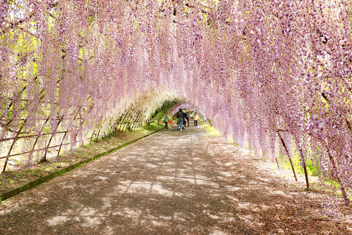 Красивый пейзаж Сада Кавачи Фудзи (Kawachi Fuji Garden) в Японии – фотографии Японии
