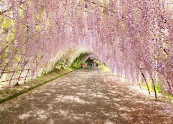 Красивый пейзаж Сада Кавачи Фудзи (Kawachi Fuji Garden) в Японии – фотографии Японии