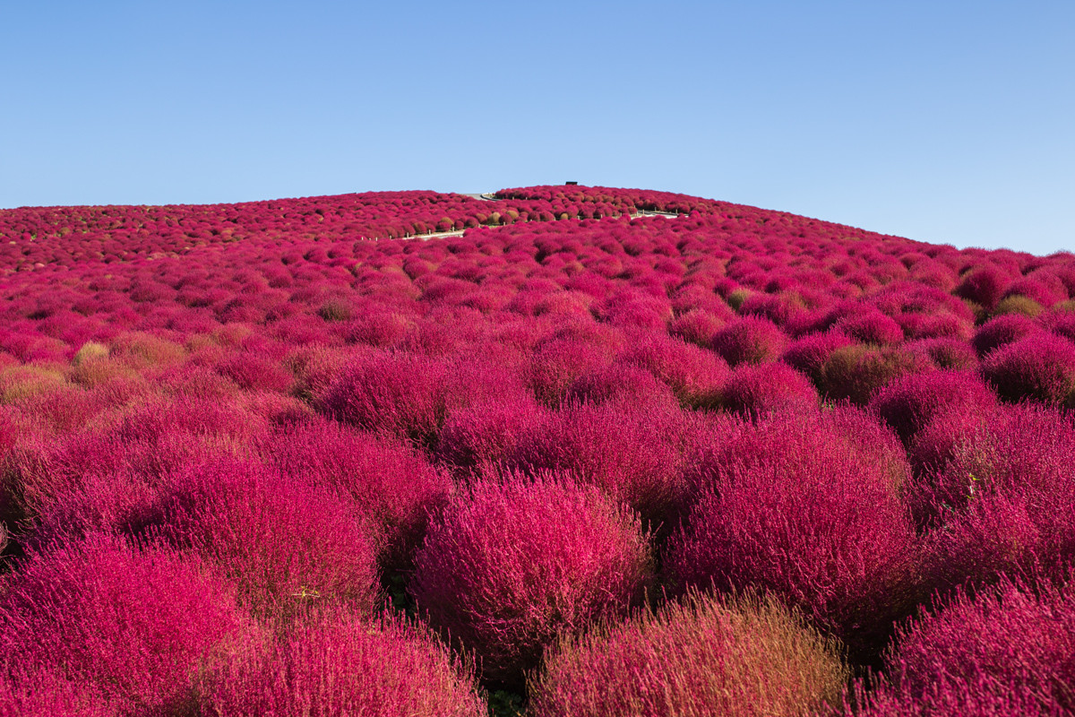 Сады парка Хитачи в Хитатинака, Япония – фотографии Японии