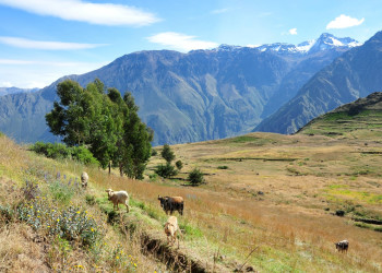 Каньон Колка (Valle del Colca) или Каньон Колька – фотографии Перу