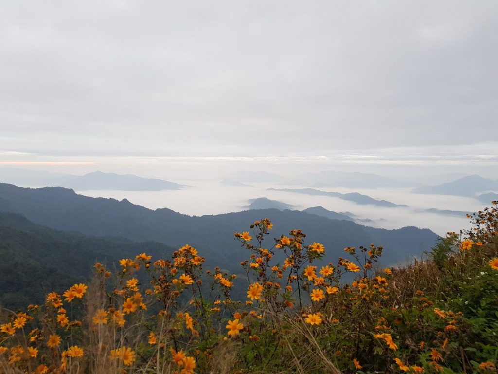 Цветы и горы. Пу чи фа. Лаос – фотографии Лаоса