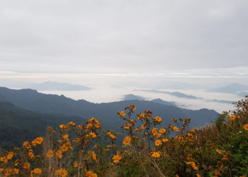 Цветы и горы. Пу чи фа. Лаос – фотографии Лаоса