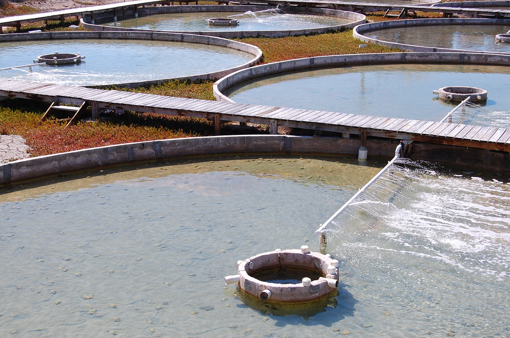 Ферма по выращиванию моллюсков на острове Провиденсиалес – фотографии Тёркс и Кайкос