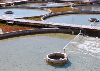 Ферма по выращиванию моллюсков на острове Провиденсиалес – фотографии Тёркс и Кайкос