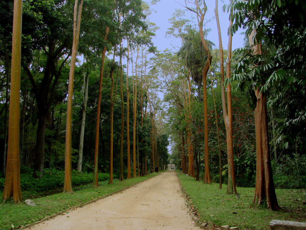 В ботаническом саду Рио-де-Жанейро – фотографии Бразилии