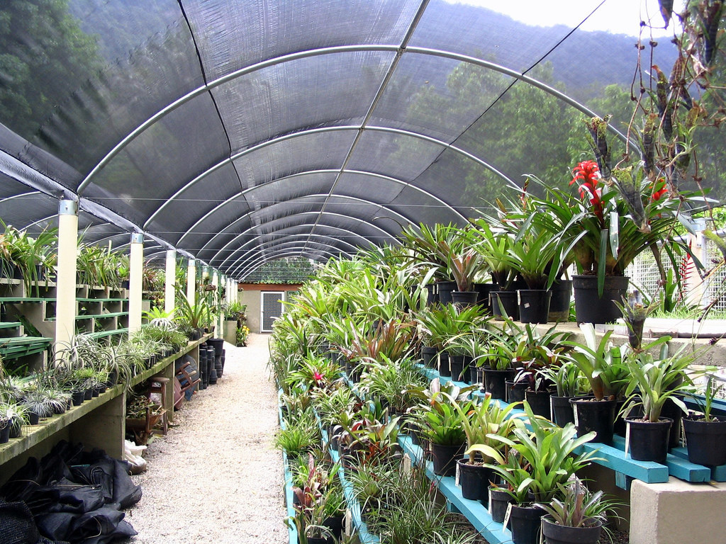 В ботаническом саду Рио – фотографии Бразилии