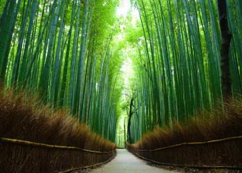 Бамбуковый лес Киото, Япония – фотографии Японии