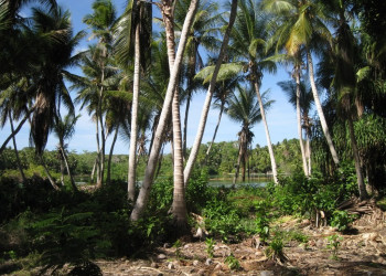 Пальмовая чаща. Остров Науру – фотографии Науру