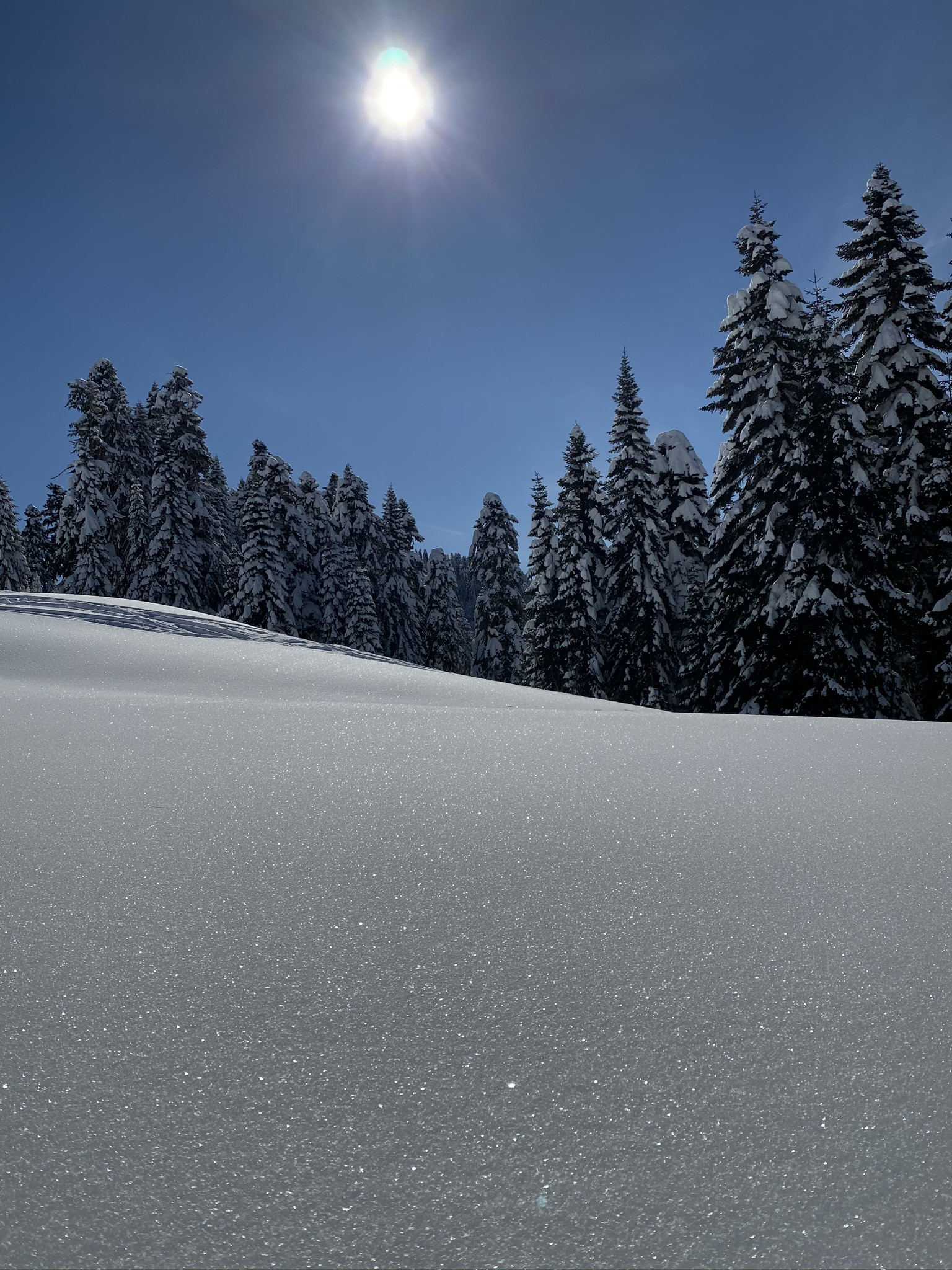 Нетронутый пухляк на трассе Сторожка на Розе Хутор – фотографии России