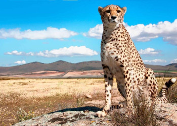 Серенгети (Serengeti National Park) в Танзании – фотографии Танзании