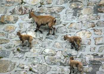 Козлята гуляют по стенам дамбы «Diga del Cingino» в Италии – фотографии Италии