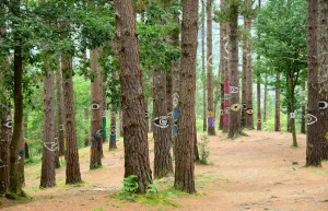 Художник в лесу Ома Страны Басков использовал группы деревьев для рисования с определенных позиций – фотографии Испании