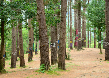 Художник в лесу Ома Страны Басков использовал группы деревьев для рисования с определенных позиций – фотографии Испании