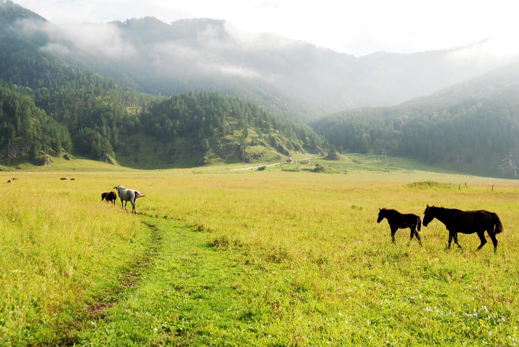 Природа Алтая, Россия – фотографии России