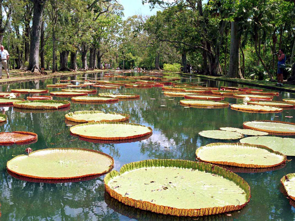 Флора острова Маврикий – фотографии Маврикия