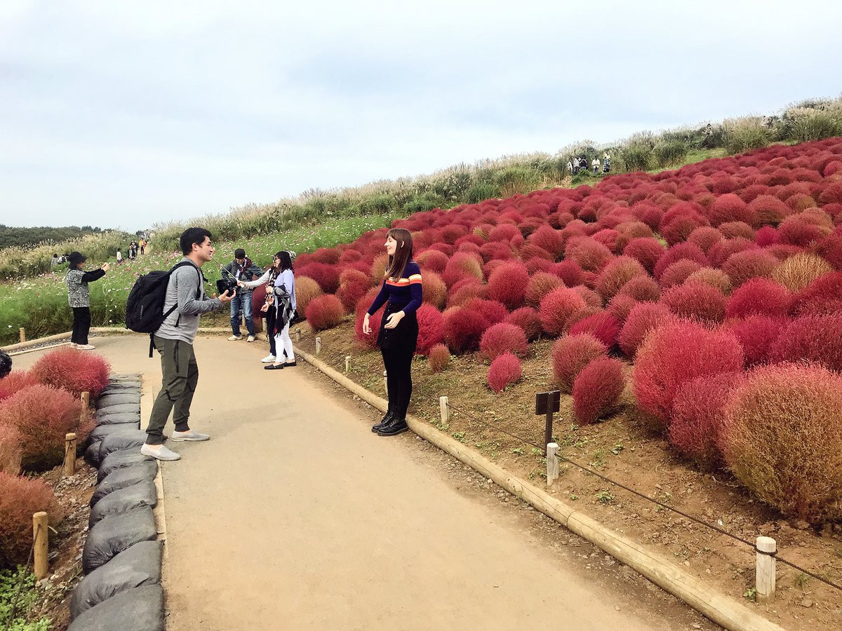 Большие сады парка Хитачи (Hitachi Seaside Park), Хитатинака, Япония – фотографии Японии