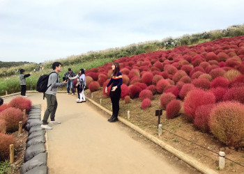 Большие сады парка Хитачи (Hitachi Seaside Park), Хитатинака, Япония – фотографии Японии