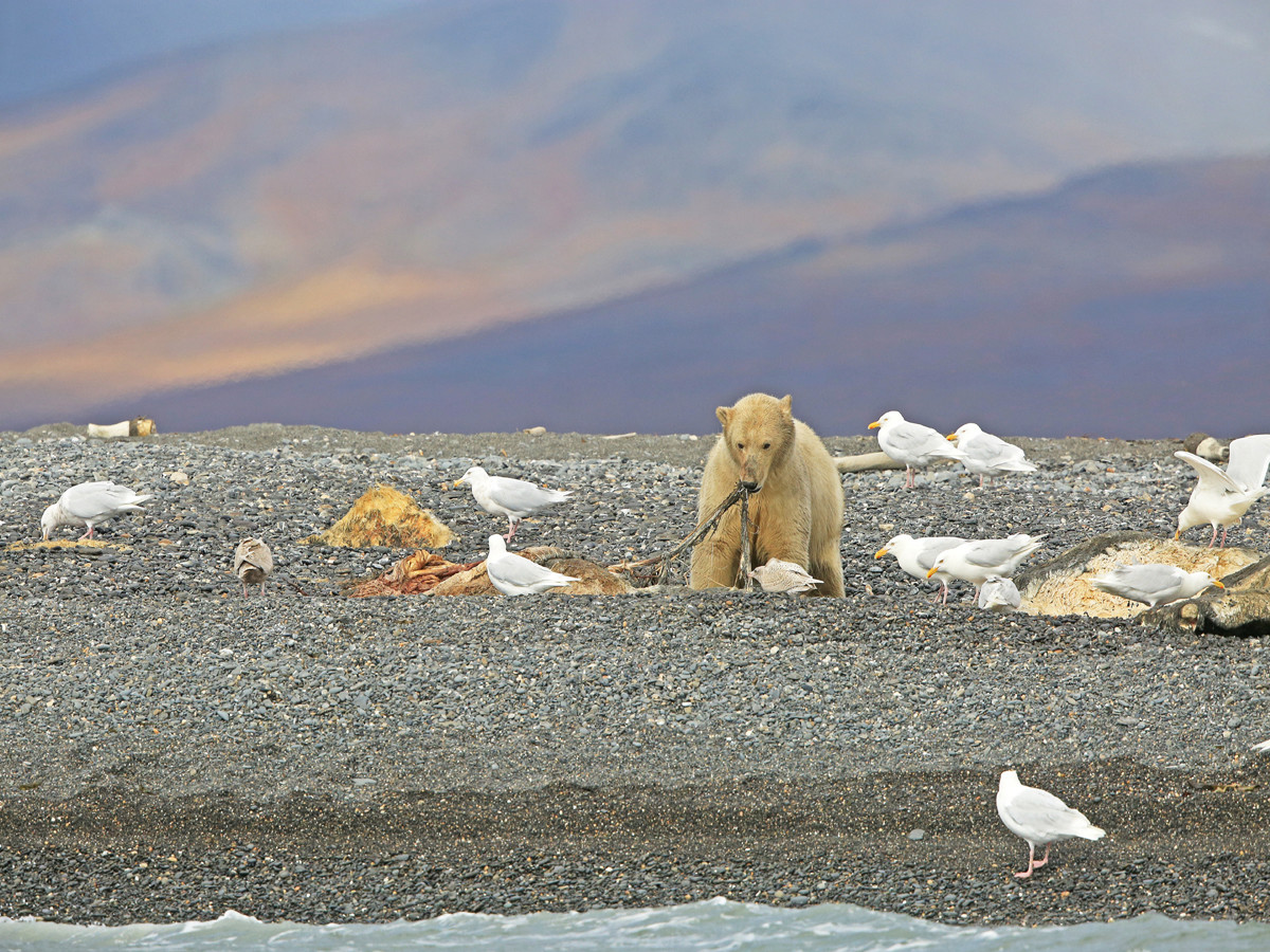 Труднодоступный заповедник остров Врангеля на Чукотке, Россия – фотографии России