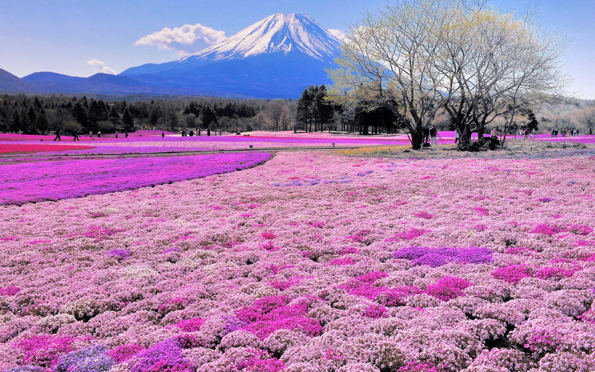 Большие сады парка Хитачи (Hitachi Seaside Park) в Хитатинака, Япония – фотографии Японии
