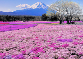 Большие сады парка Хитачи (Hitachi Seaside Park) в Хитатинака, Япония – фотографии Японии