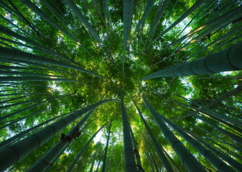 Парк Арасияма в Киото – фотографии Японии