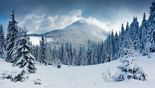 Снежный лес и горы. Цахкадзор. Армения – фотографии Армении