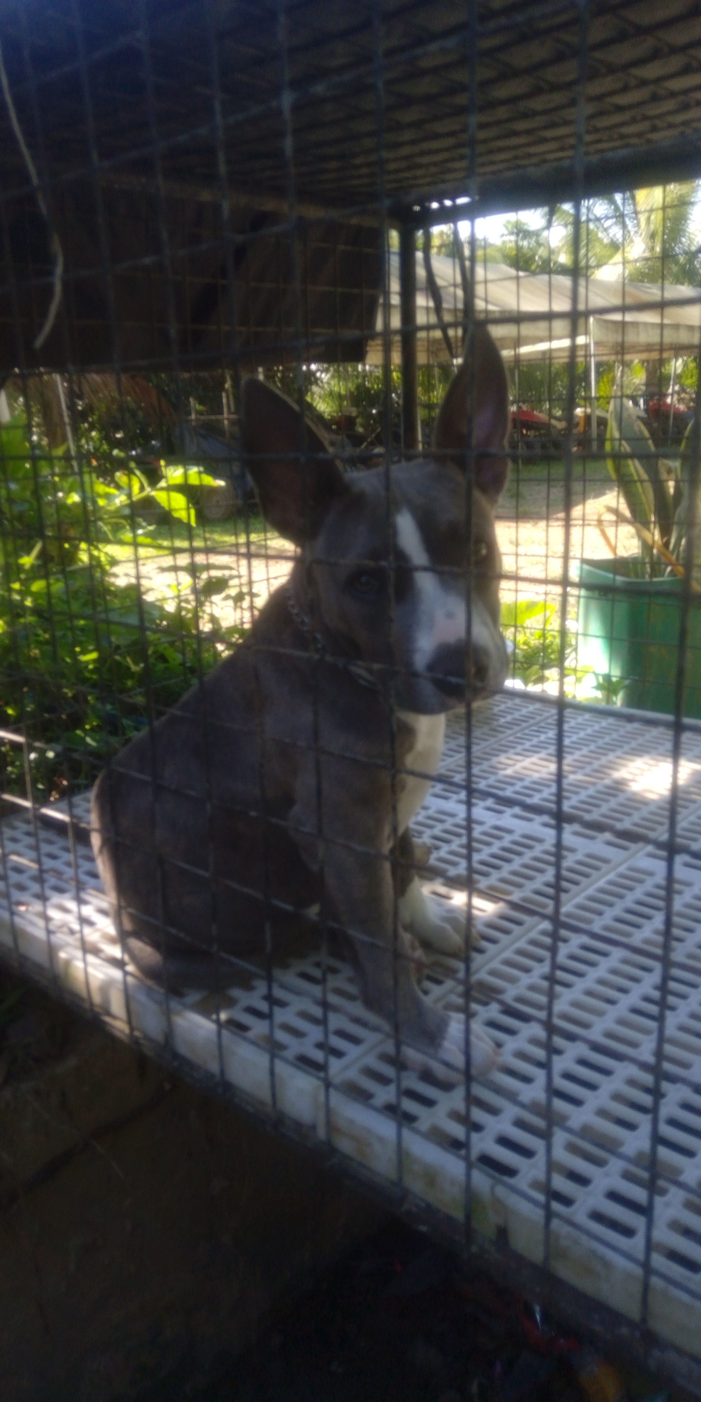 *** – фотографии