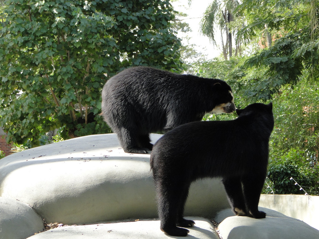 Зоопарк Рио-де-Жанейро – фотографии Бразилии
