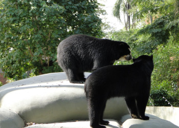 Зоопарк Рио-де-Жанейро – фотографии Бразилии