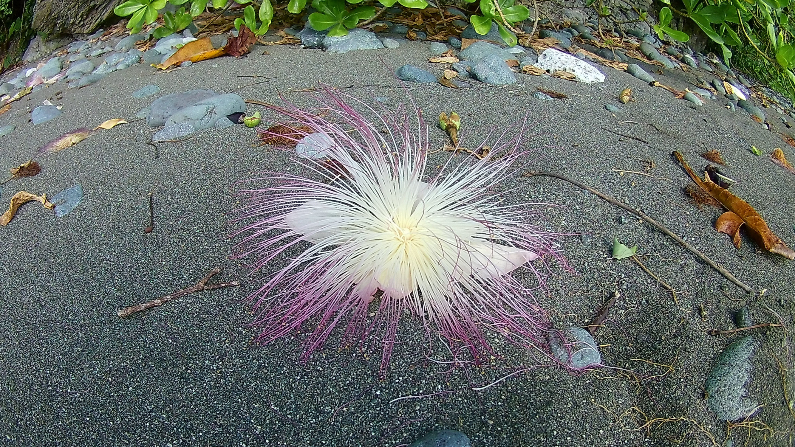 ...а пааахнееет! – фотографии Филиппин