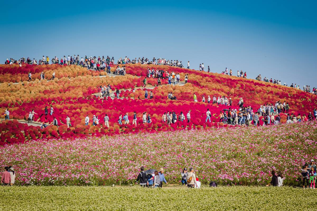 Ухоженные сады парка Хитачи (Hitachi Seaside Park), Хитатинака, Япония – фотографии Японии