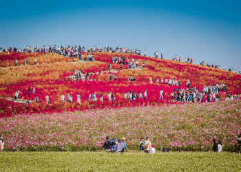 Ухоженные сады парка Хитачи (Hitachi Seaside Park), Хитатинака, Япония – фотографии Японии
