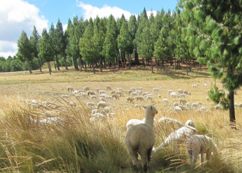 Ферма Поркон (Granja Porcon) – фотографии Перу