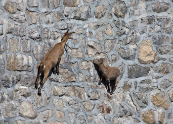 Козлы ходят по стенам дамбы «Diga del Cingino» в Италии – фотографии Италии