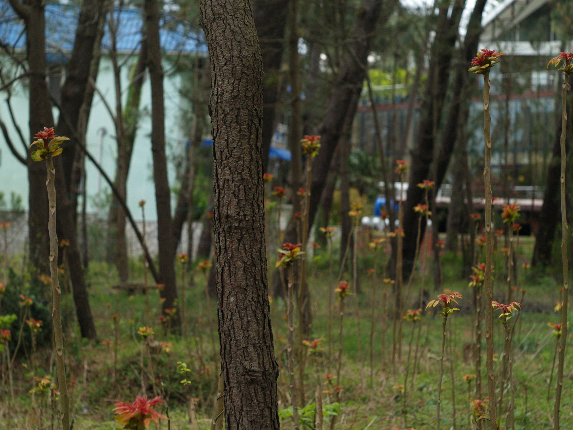 Природа Поти – фотографии Грузии