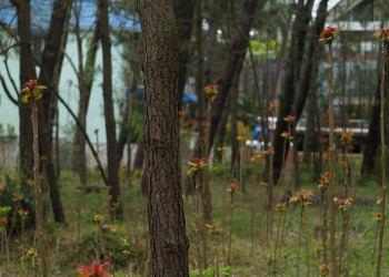 Природа Поти – фотографии Грузии