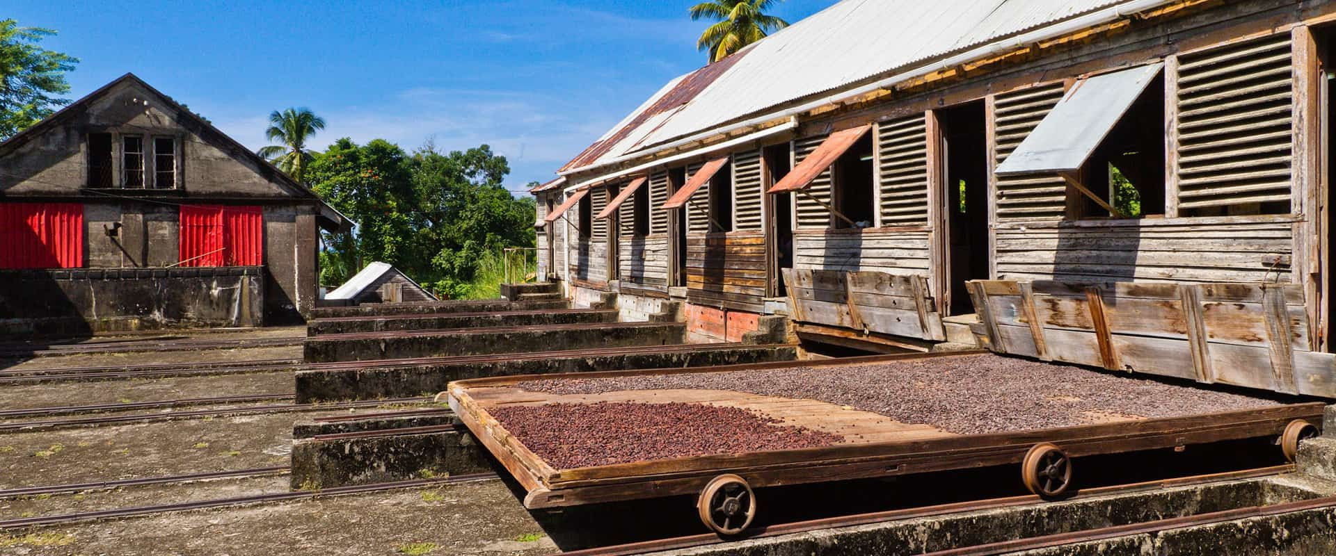 Выращивание специй в Гренаде – фотографии Гренады