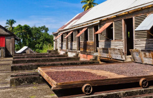 Выращивание специй в Гренаде – фотографии Гренады