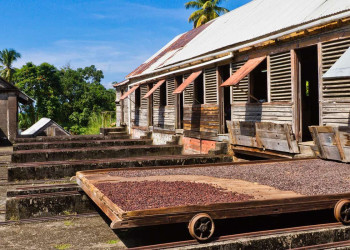 Выращивание специй в Гренаде – фотографии Гренады