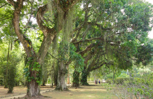 Территория Ботанического сада Рио-де-Жанейро в 140 гектаров включает в себя 6000 видов растений – фотографии Бразилии