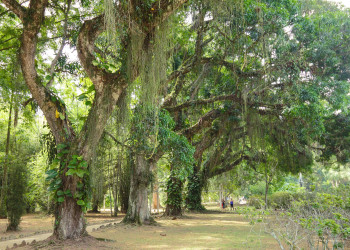 Территория Ботанического сада Рио-де-Жанейро в 140 гектаров включает в себя 6000 видов растений – фотографии Бразилии