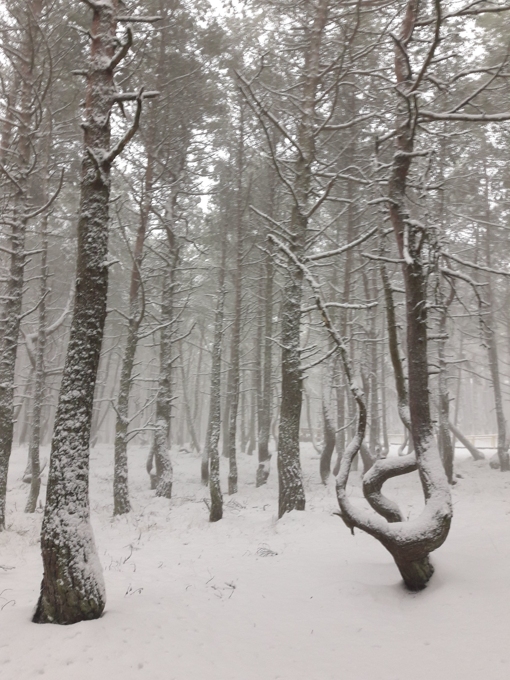 Куршская Коса – фотографии России