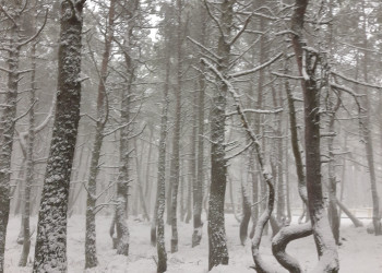 Куршская Коса – фотографии России