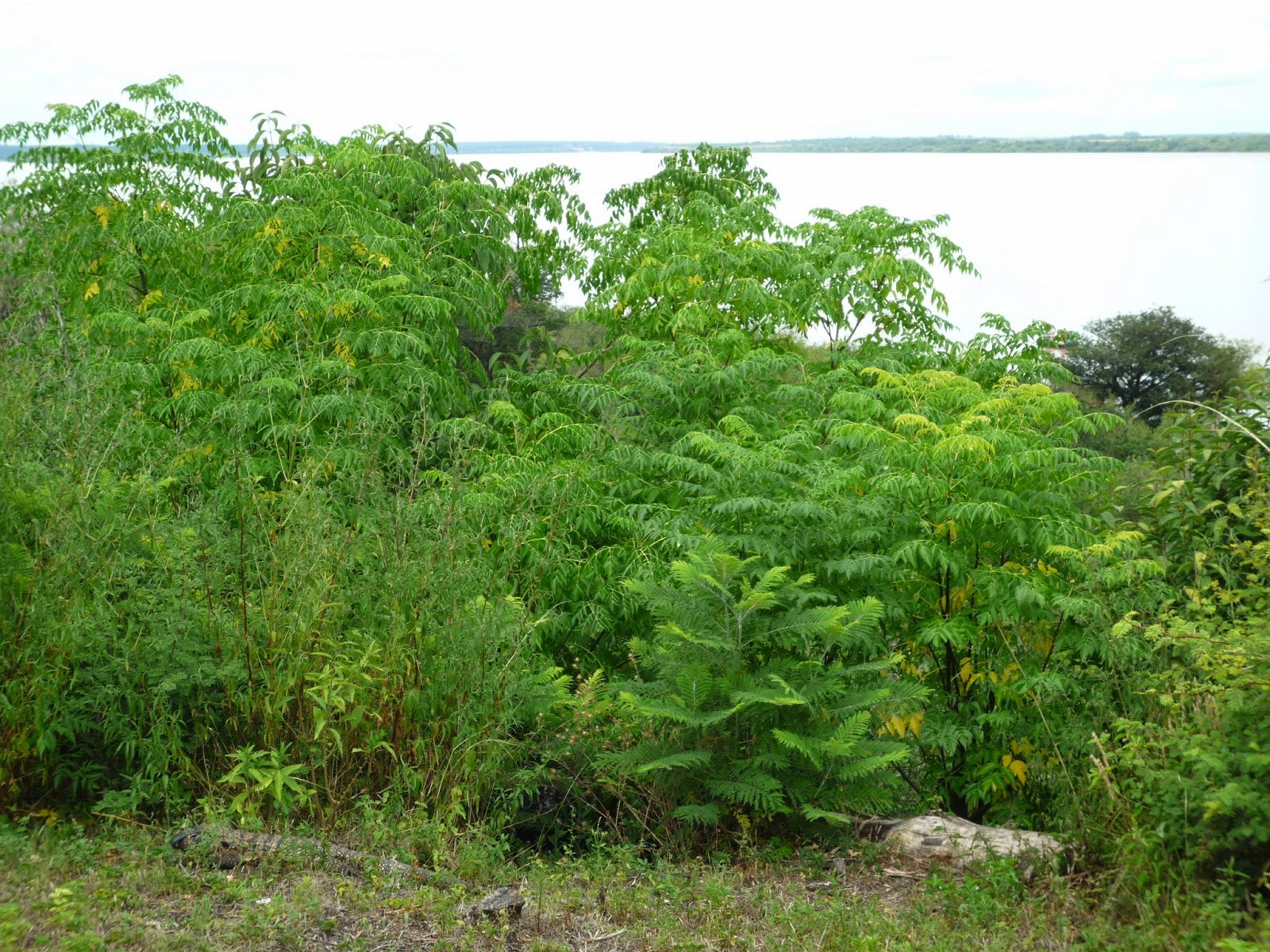 Растительность Эль Палмары. Аргентина – фотографии Аргентины