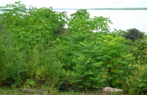 Растительность Эль Палмары. Аргентина – фотографии Аргентины