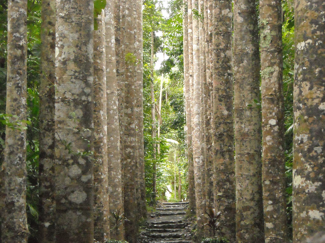 Парк Паронелла, Австралия – фотографии Австралии