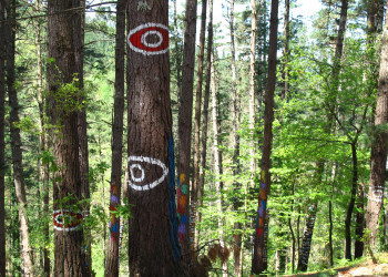 Художественное движение ленд-арт использует лес в в Стране Басков в качестве материала для рисования – фотографии Испании
